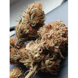 GYPSY KUSH - Kannabia Seeds