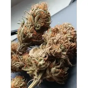 GYPSY KUSH - Kannabia Seeds