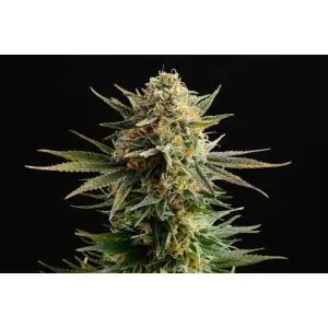 GYPSY KUSH - Kannabia Seeds