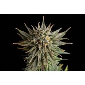 GYPSY KUSH - Kannabia Seeds