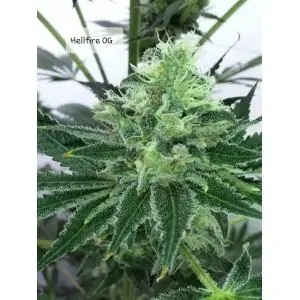 Hellfire OG