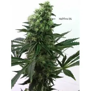 Hellfire OG