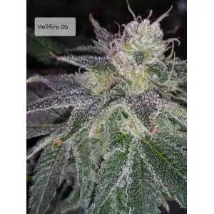 Hellfire OG