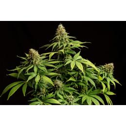 Hellfire OG