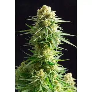 KRITIKAL-K - Kannabia Seeds