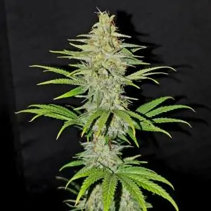 KRITIKAL-K - Kannabia Seeds