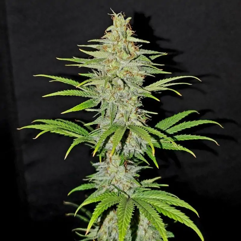 KRITIKAL-K - Kannabia Seeds