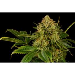 Monkey Grease