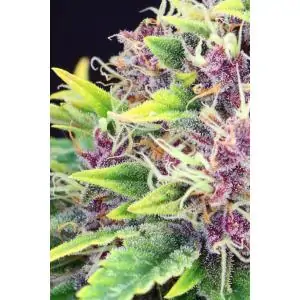 PURPLE KUSH - Kannabia Seeds