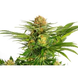 WHITE DOMINA