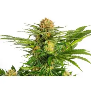 WHITE DOMINA
