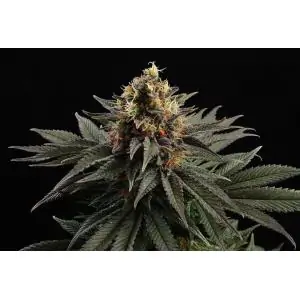 SATIVA DREAM - Kannabia Seeds