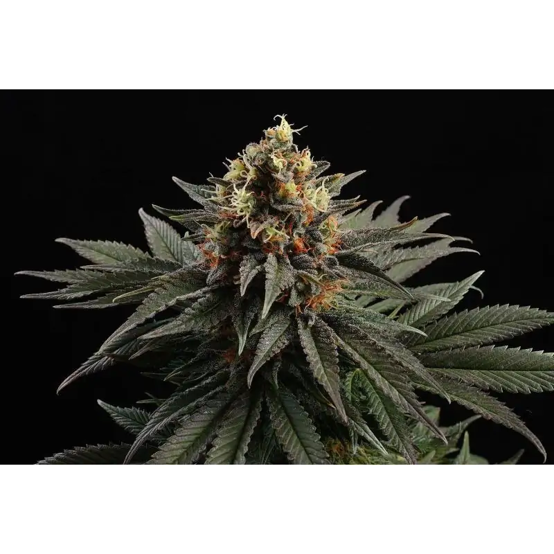 SATIVA DREAM - Kannabia Seeds