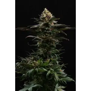 SATIVA DREAM - Kannabia Seeds