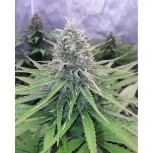 SATIVA DREAM - Kannabia Seeds