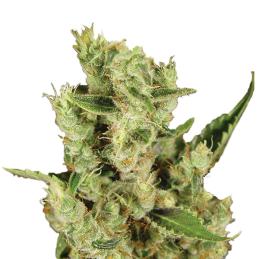 Amnesia Haze Nirvana