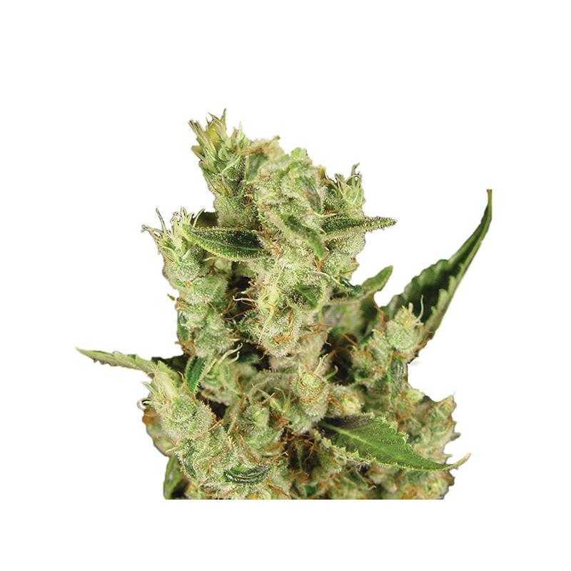 Amnesia Haze Nirvana Amnesia Haze Nirvana