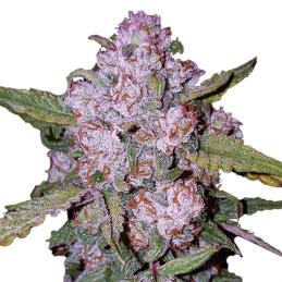 AURORA INDICA NIRVANA