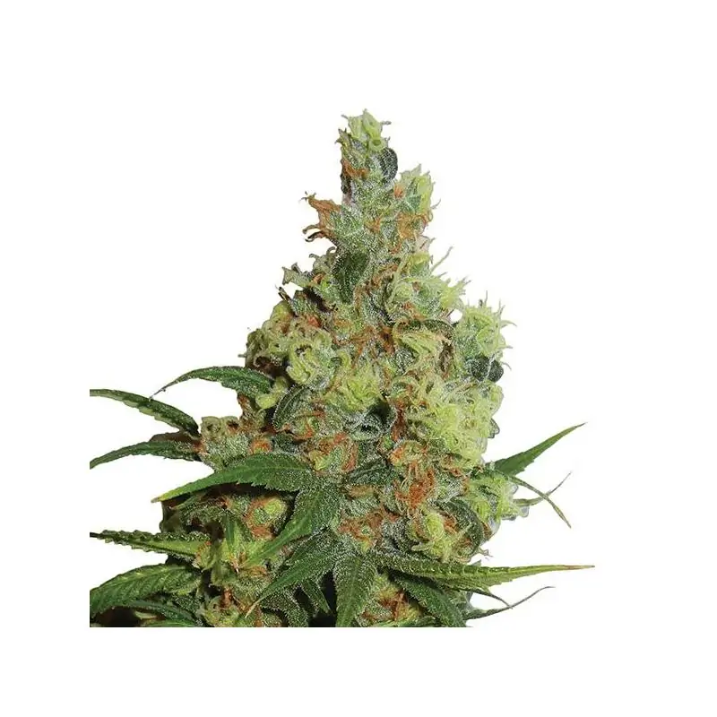 Amnesia Haze Auto Nirvana