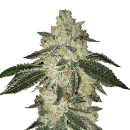 Aurora Indica Auto Nirvana