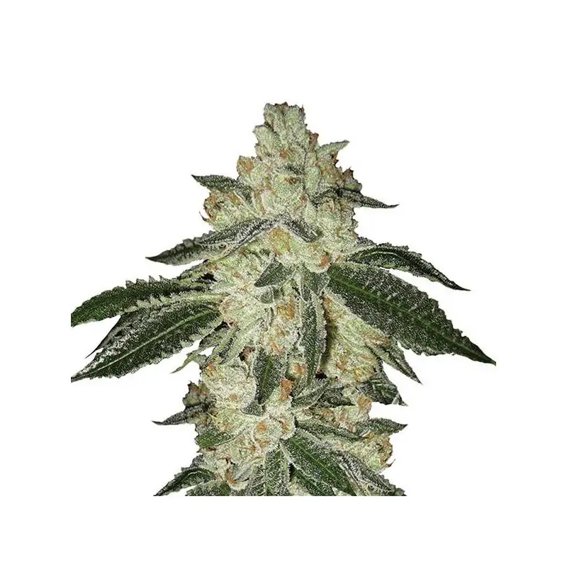 Aurora Indica Auto Nirvana