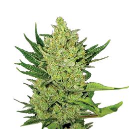 Big Bud Auto Nirvana