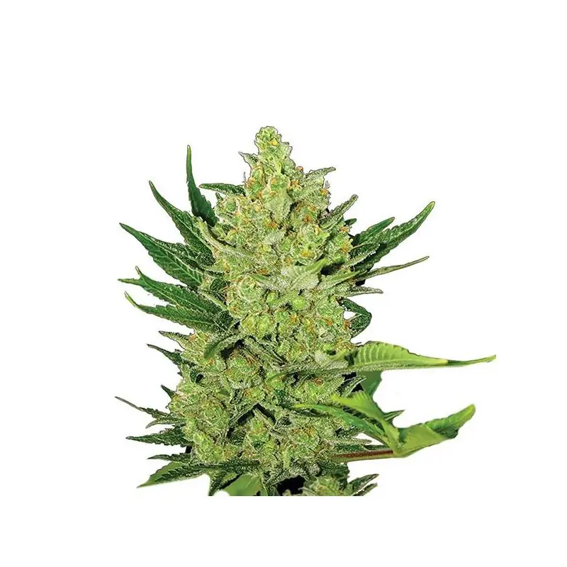 Big Bud Auto Nirvana