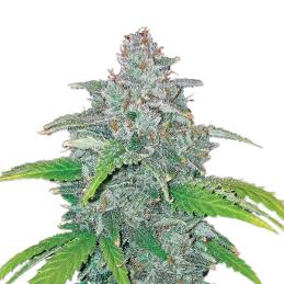 Blue Dream Auto Nirvana