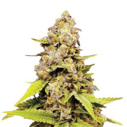 Bubblelicious Auto Nirvana