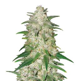 Gelato Auto Nirvana