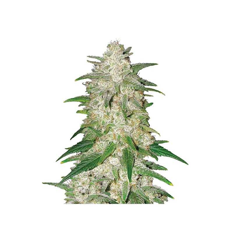 Gelato Auto Nirvana Gelato Auto Nirvana