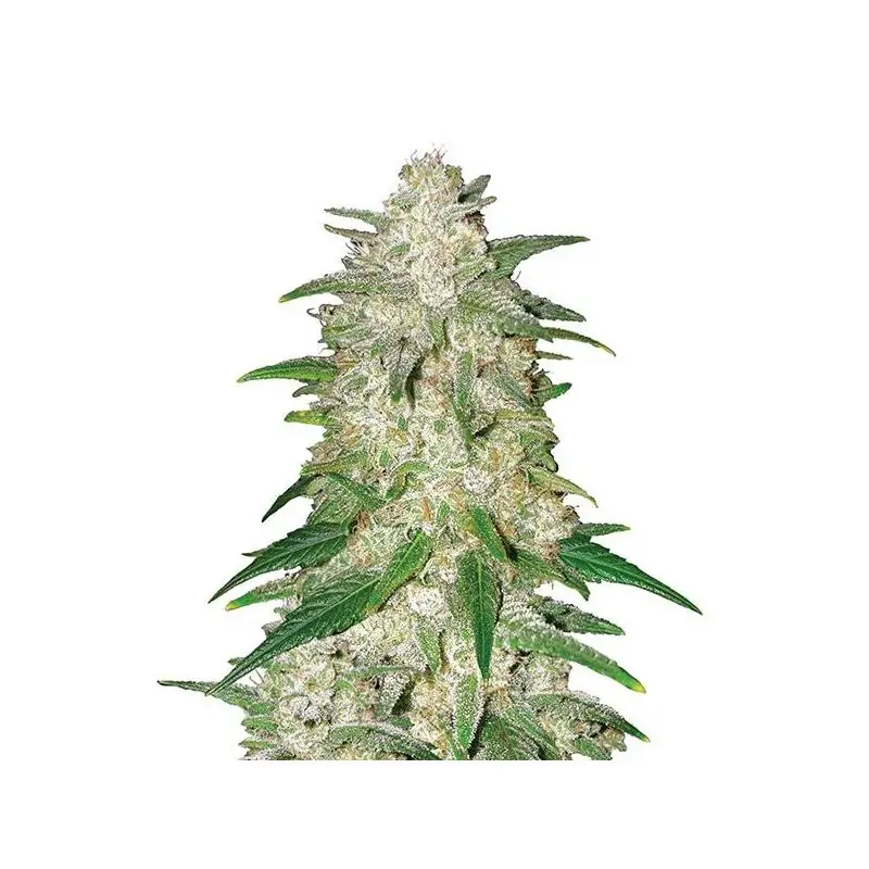 Gelato Auto Nirvana