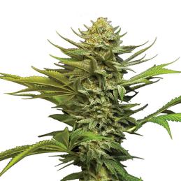 Girl Scout Cookies Auto Nirvana