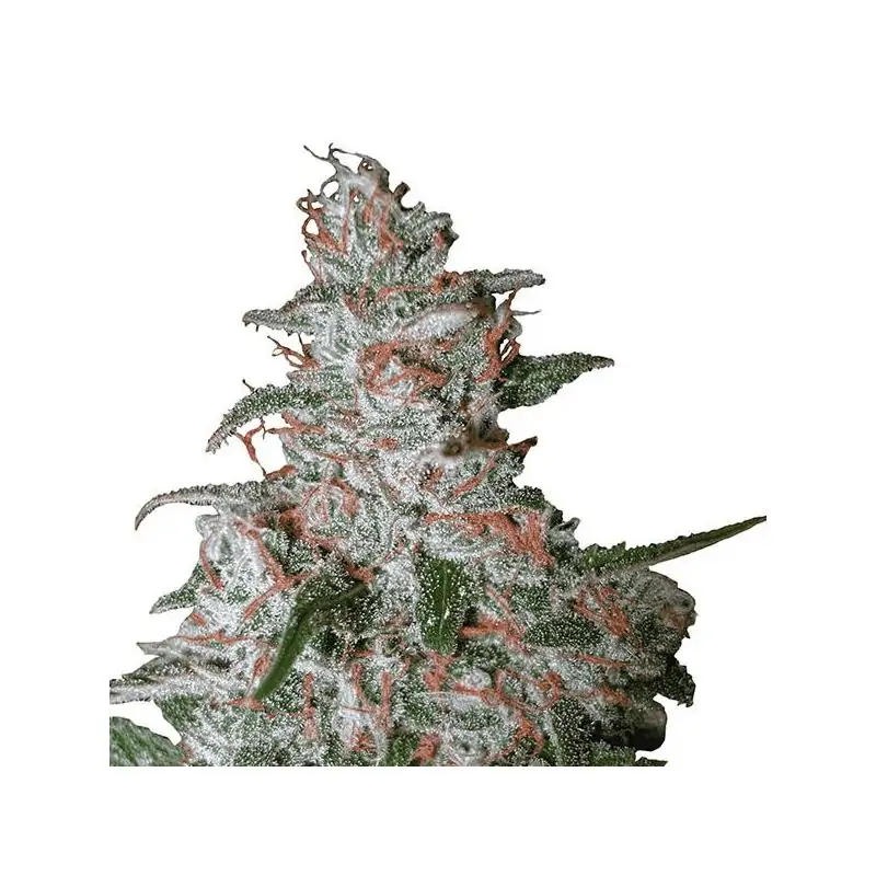 Northern Light Auto Nirvana
