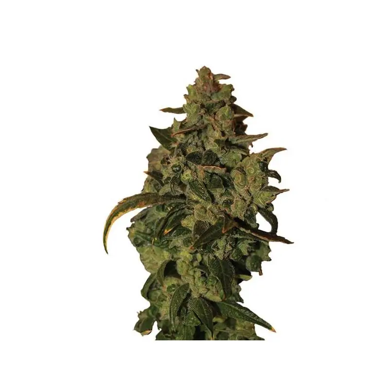 Auto Somango XXL Nirvana