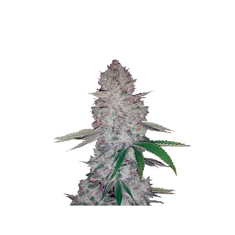 Original Glue Auto Nirvana