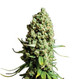 Super Skunk Auto Nirvana