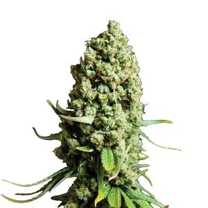 Super Skunk Auto Nirvana