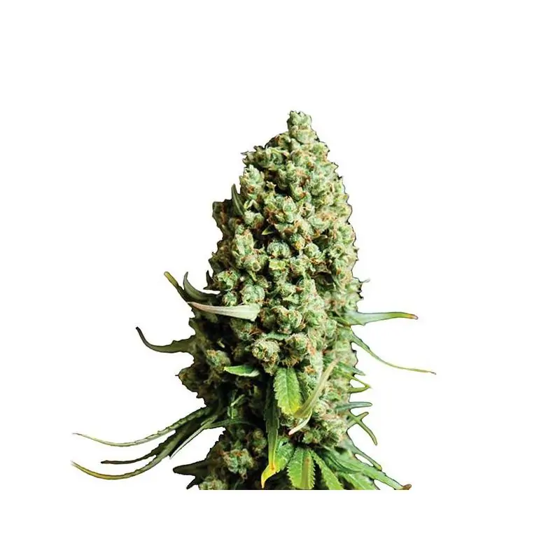 Super Skunk Auto Nirvana