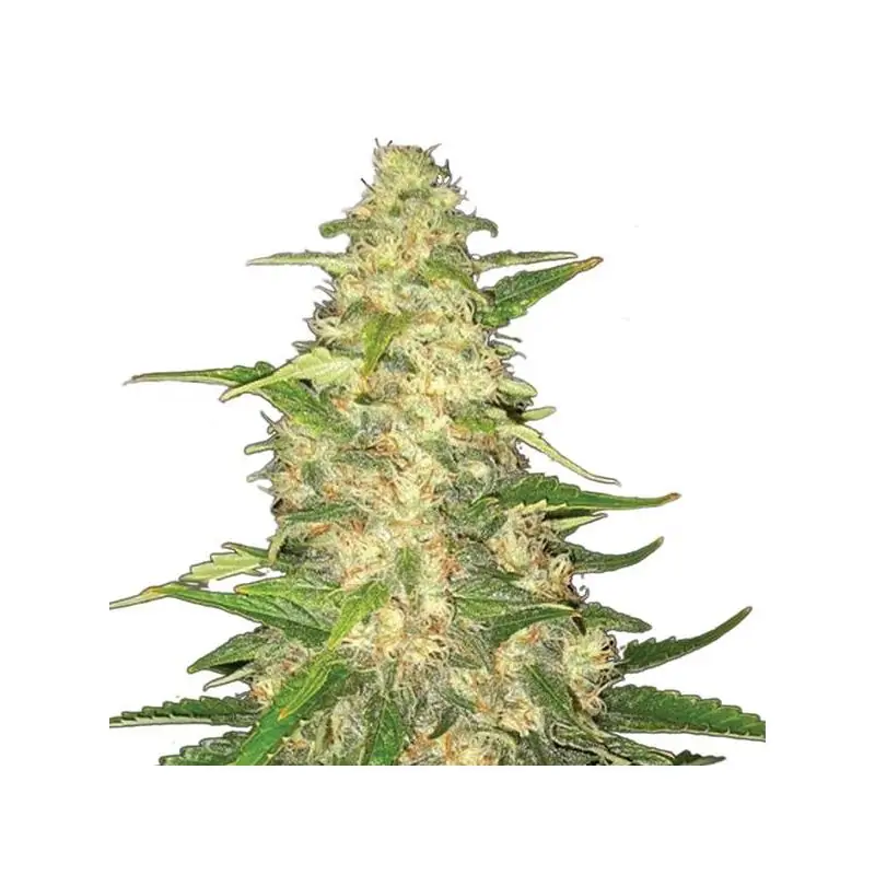Big Bud Nirvana