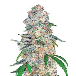 BLUE DREAM NIRVANA