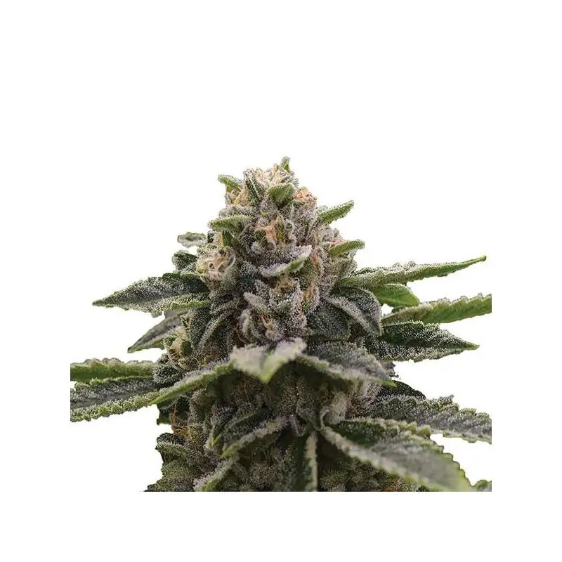 Girl Scout Cookies Nirvana