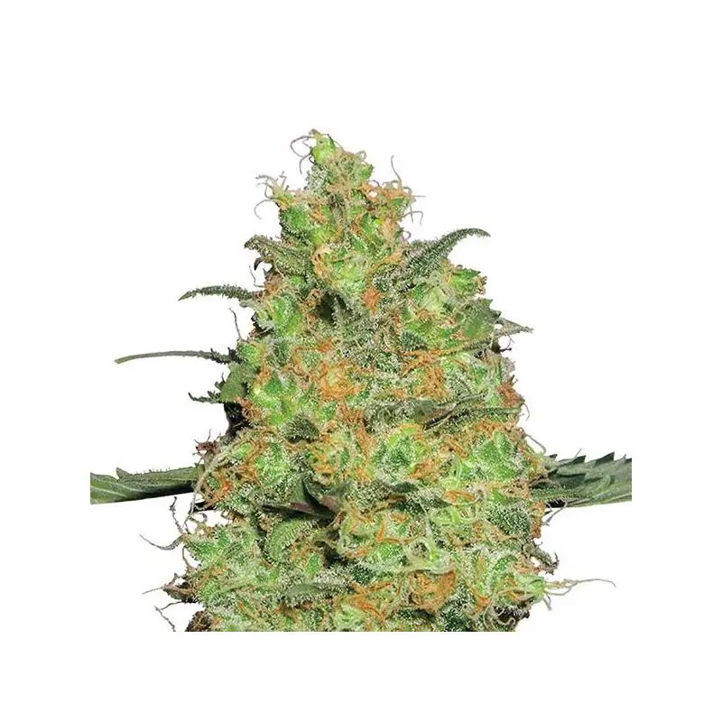 Master Kush