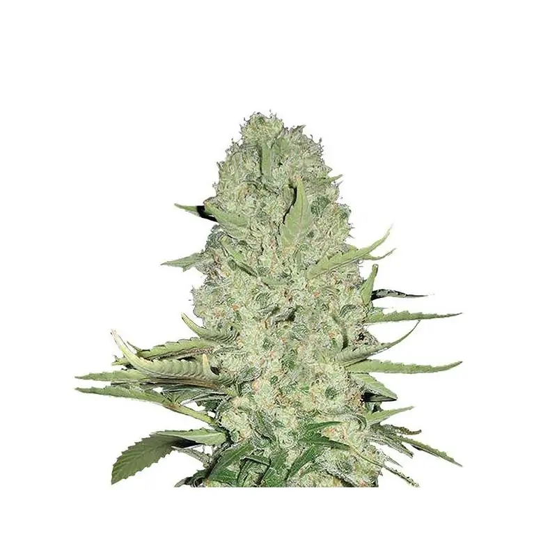 WHITE WIDOW NIRVANA