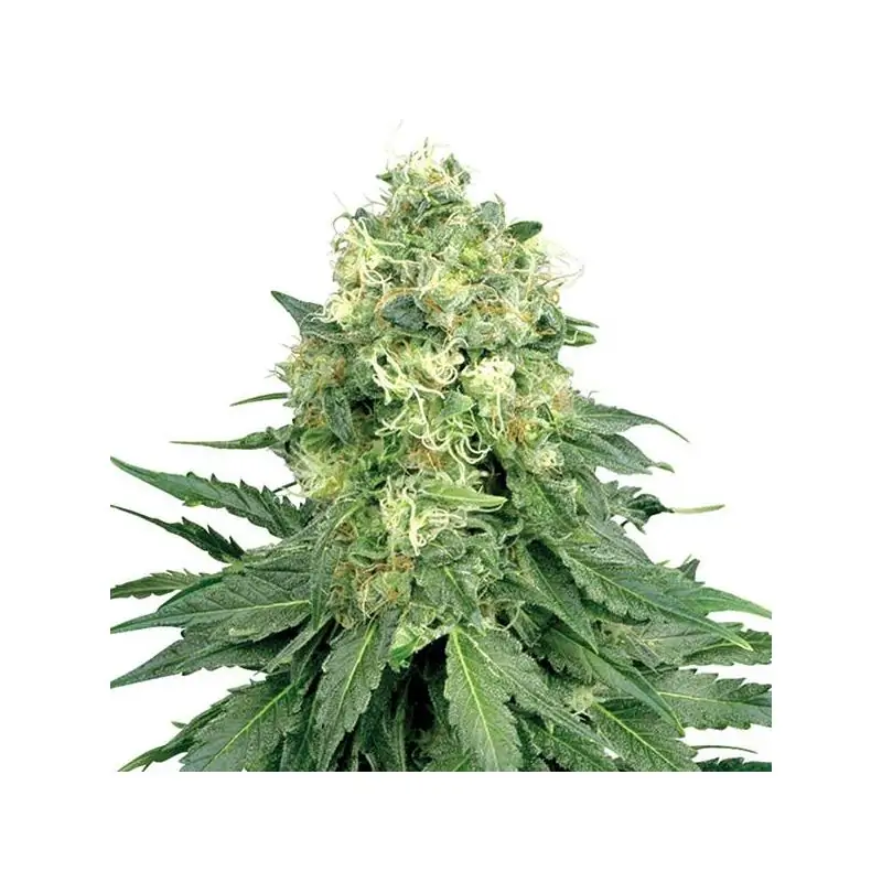 WONDER WOMAN NIRVANA