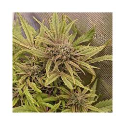 Auto Apple Fritter