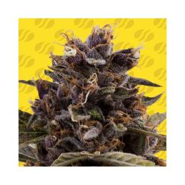 Auto Black Dog