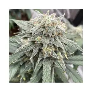 Auto Black Dog