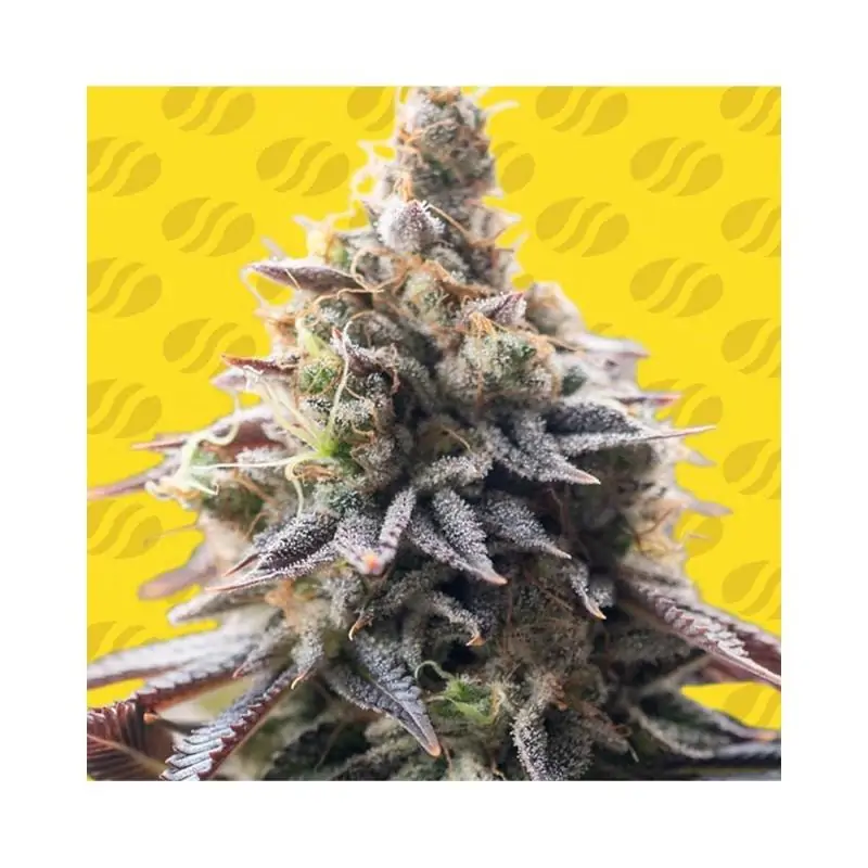 Auto Grape Soda