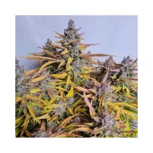 Auto Grape Soda